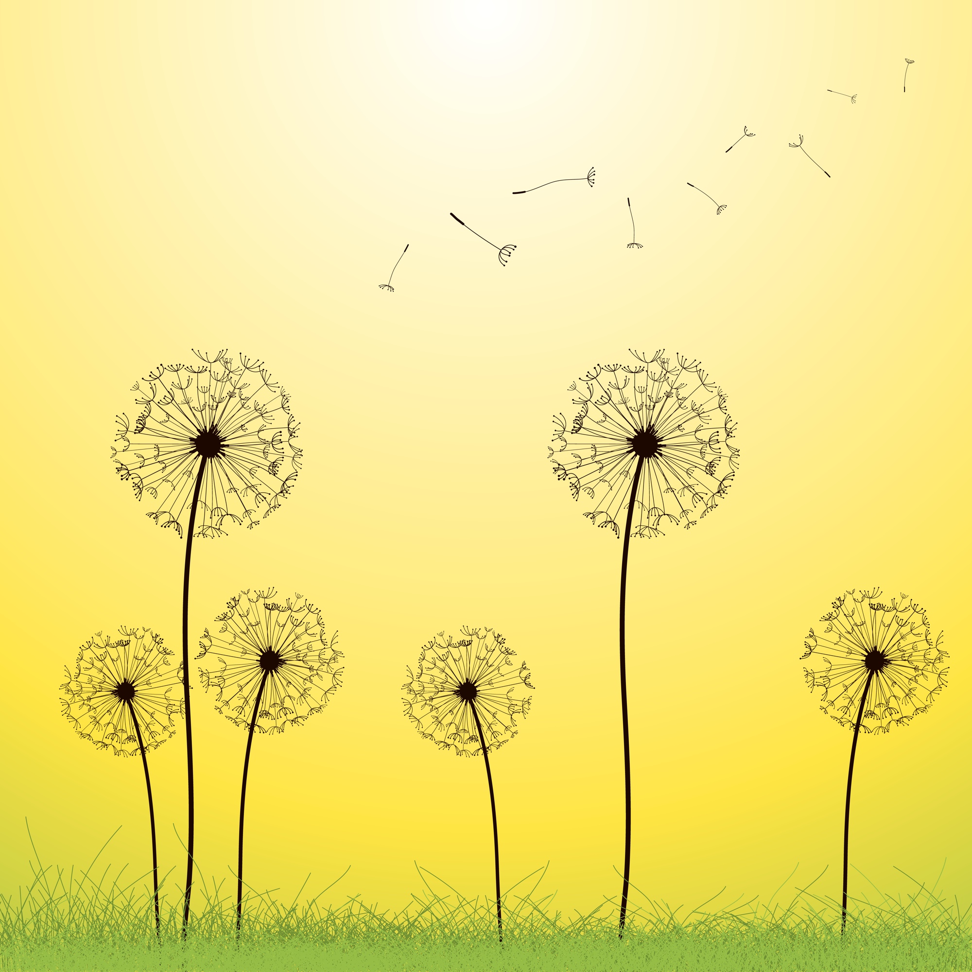 Hoa bồ công anh - loài hoa bé bỏng mỏng manh trước gió