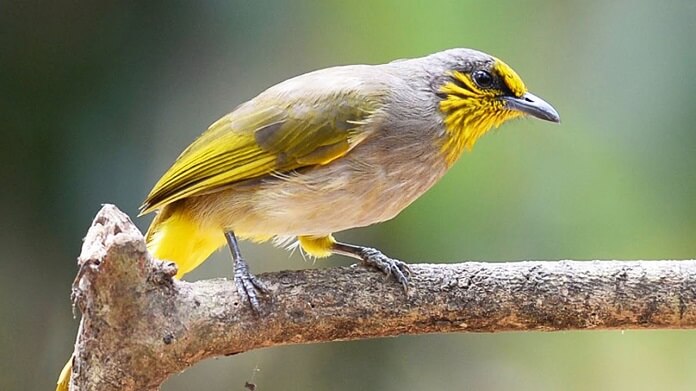 Chim cảnh đẹp, kỹ thuật nuôi và chăm sóc chim cảnh